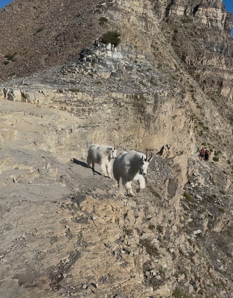 Huge mountain goats passing us by