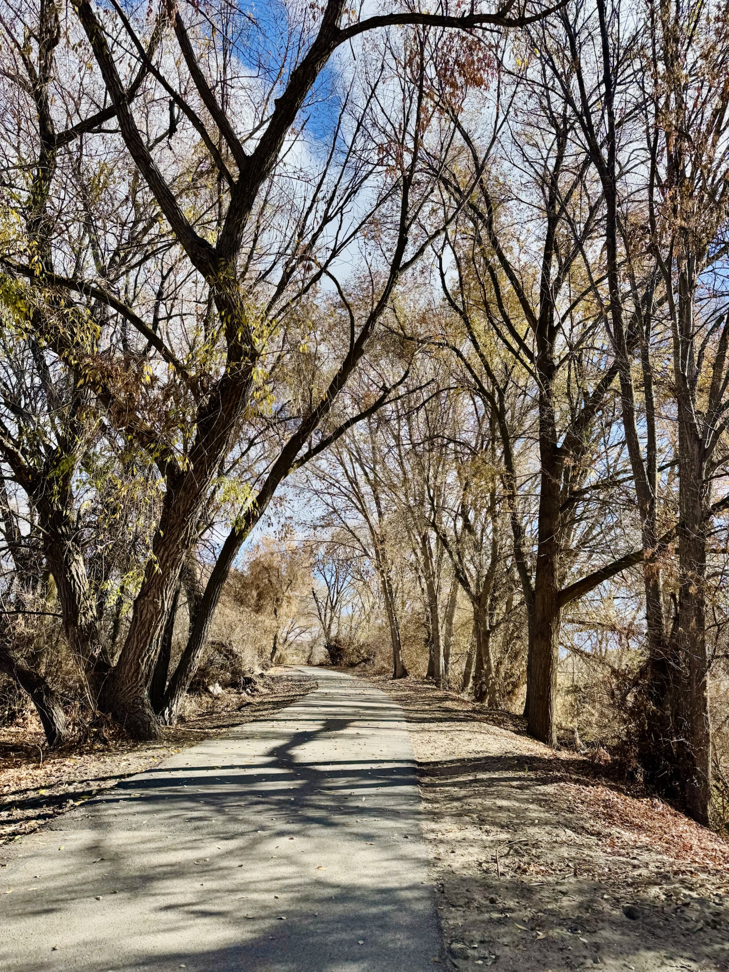 Jared Harding Wilson sees Large Cottonwood Trees along the Provo River Trail