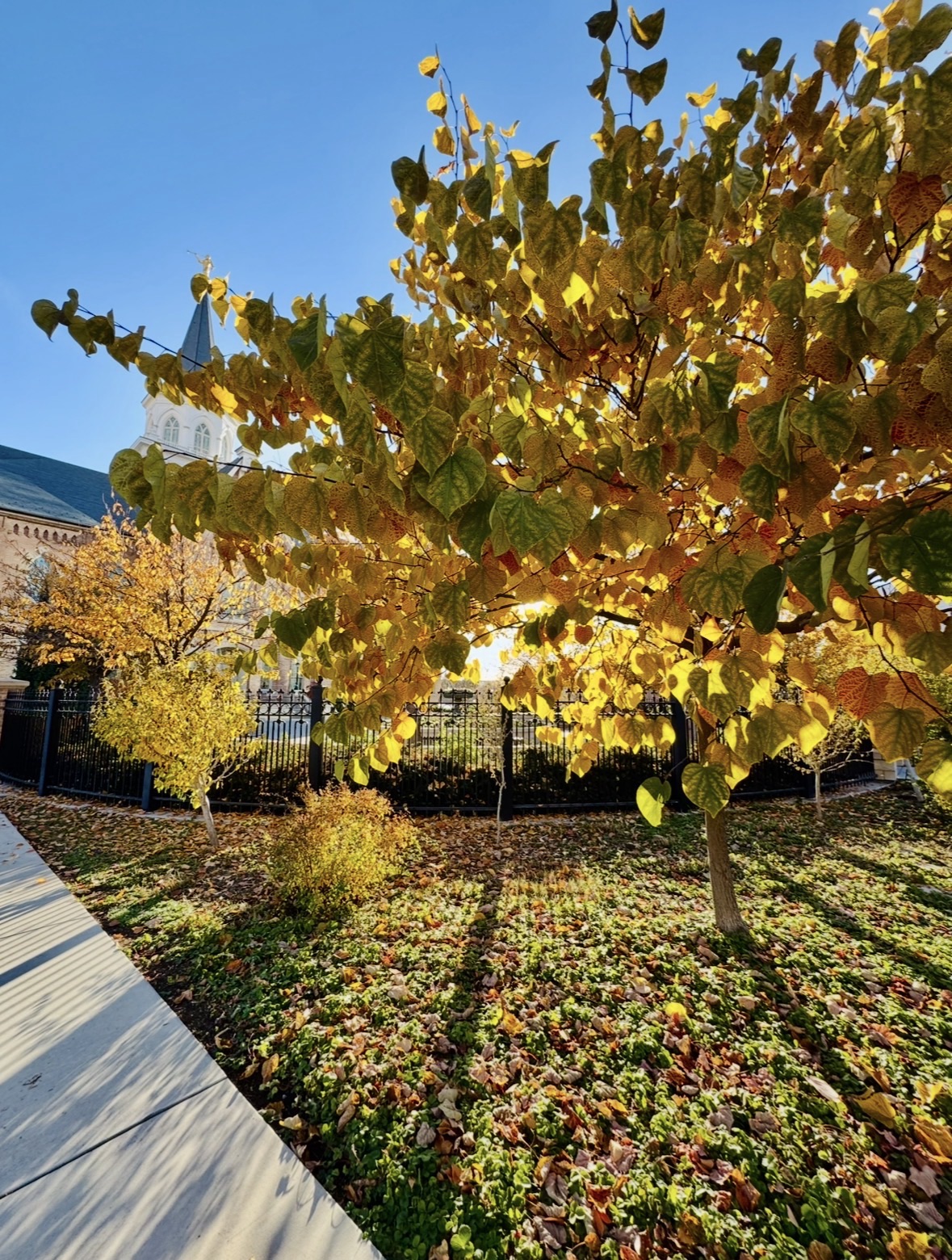 Side view of the Provo City Center Temple framed by autumn trees and green grass.