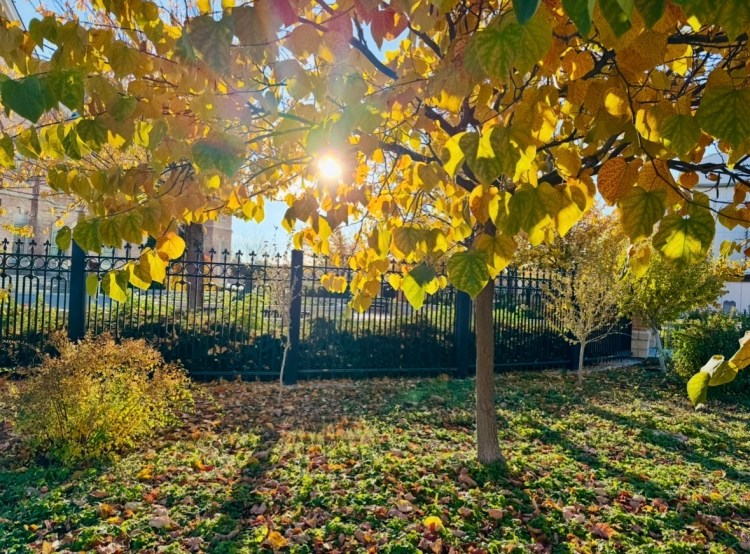 Sun shining through orange and yellow fall leaves on the Provo City Center Temple grounds with green grass.