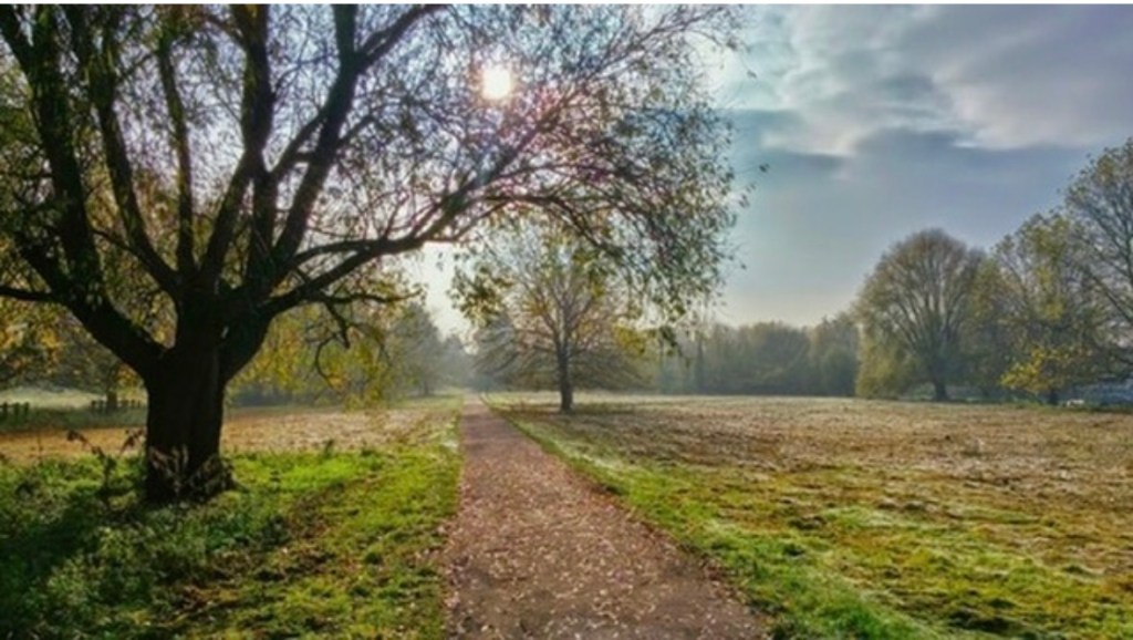 A photo by Jared Harding Wilson of a large tree with the setting sun beaming through its branches, casting shadows across a scenic walking path.