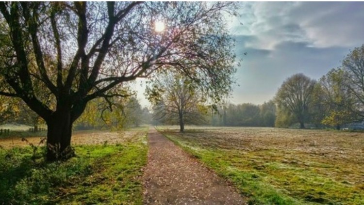 A photo by Jared Harding Wilson of a large tree with the setting sun beaming through its branches, casting shadows across a scenic walking path.