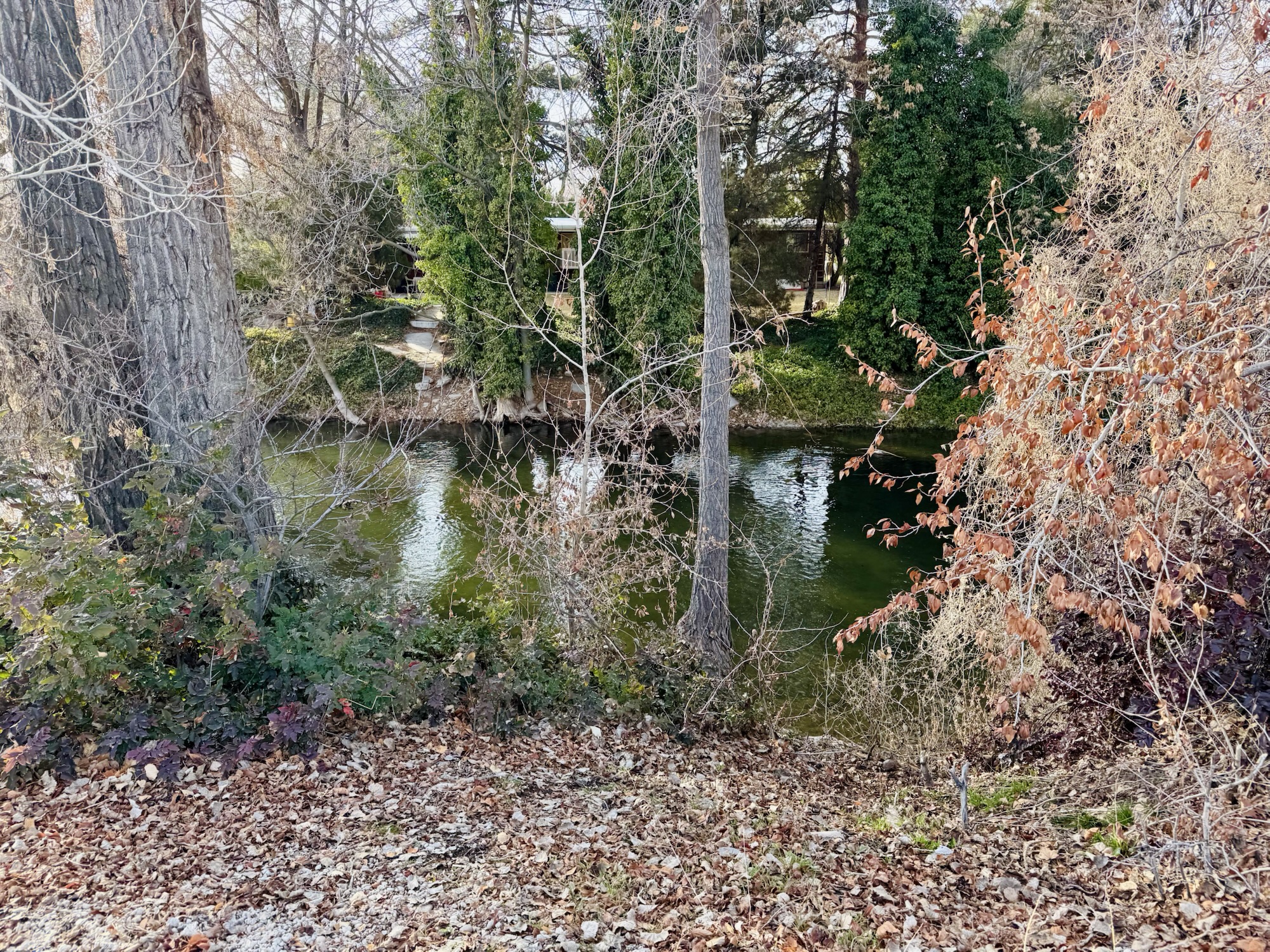 Winter trees along the eco-friendly Provo River Parkway Trail taken by Jared Harding Wilson.