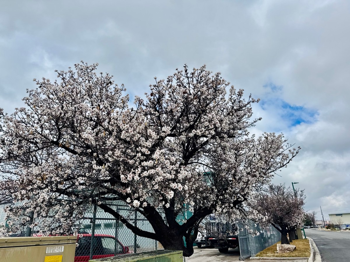 Wordless Wednesday: Spring’s Solitary Splendor: Shaking&nbsp;Slumber