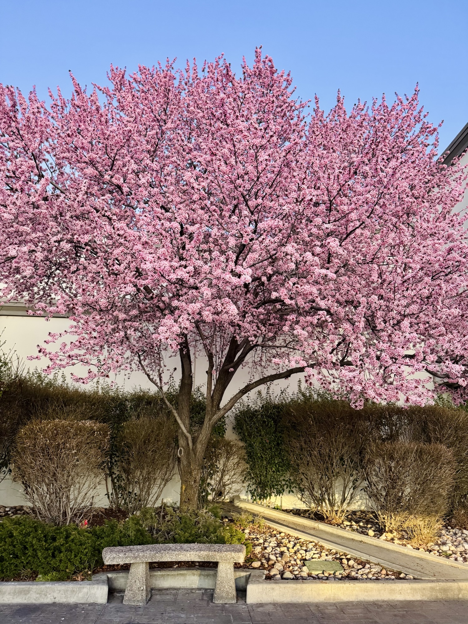 Close-up of pink spring blossoms catching the golden sunset light in a commercial district, captured by Jared Harding Wilson.