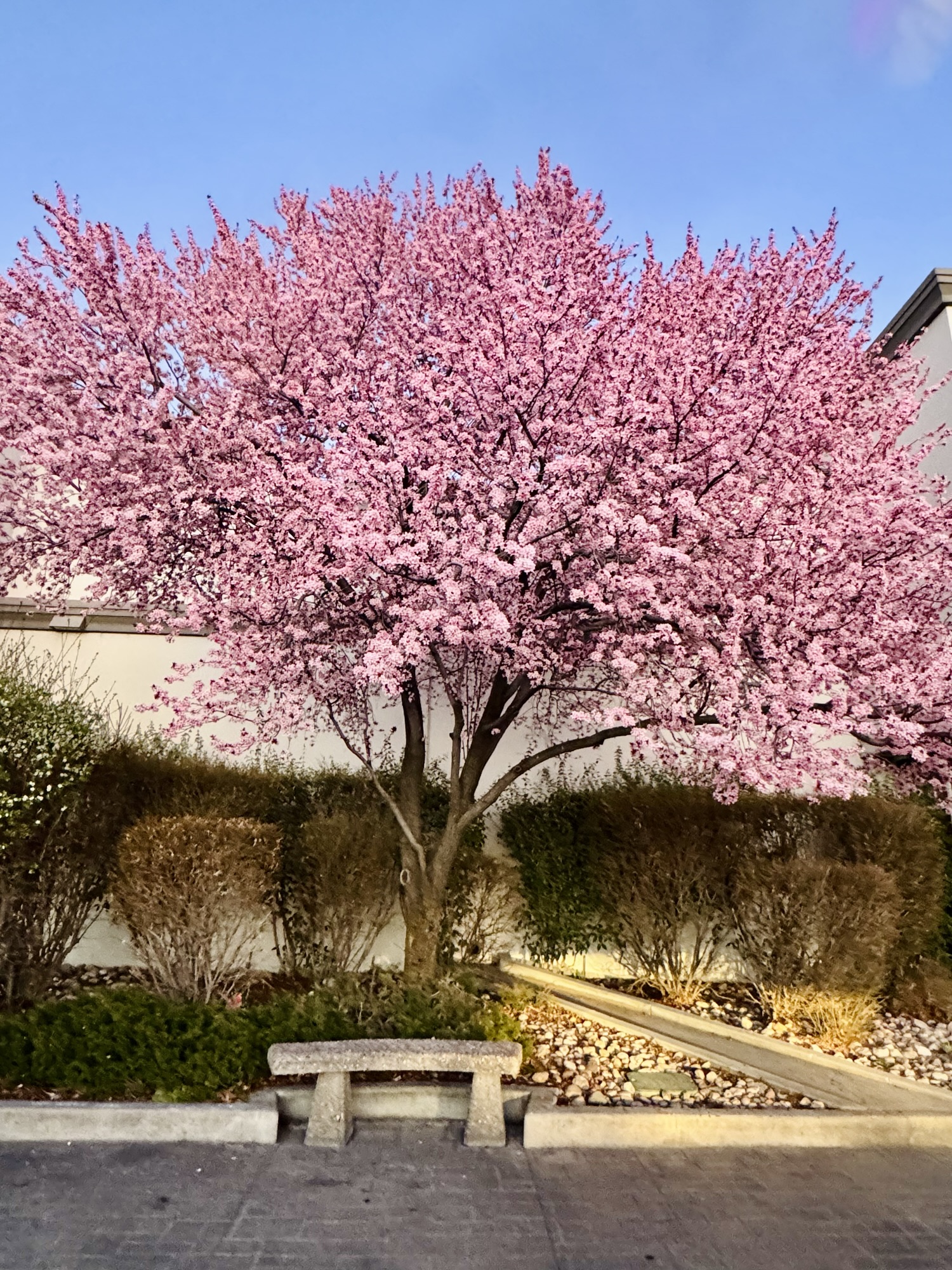 Detailed view of golden hour light reflecting on pink tree blossoms in Utah, photographed by Jared Harding Wilson.
