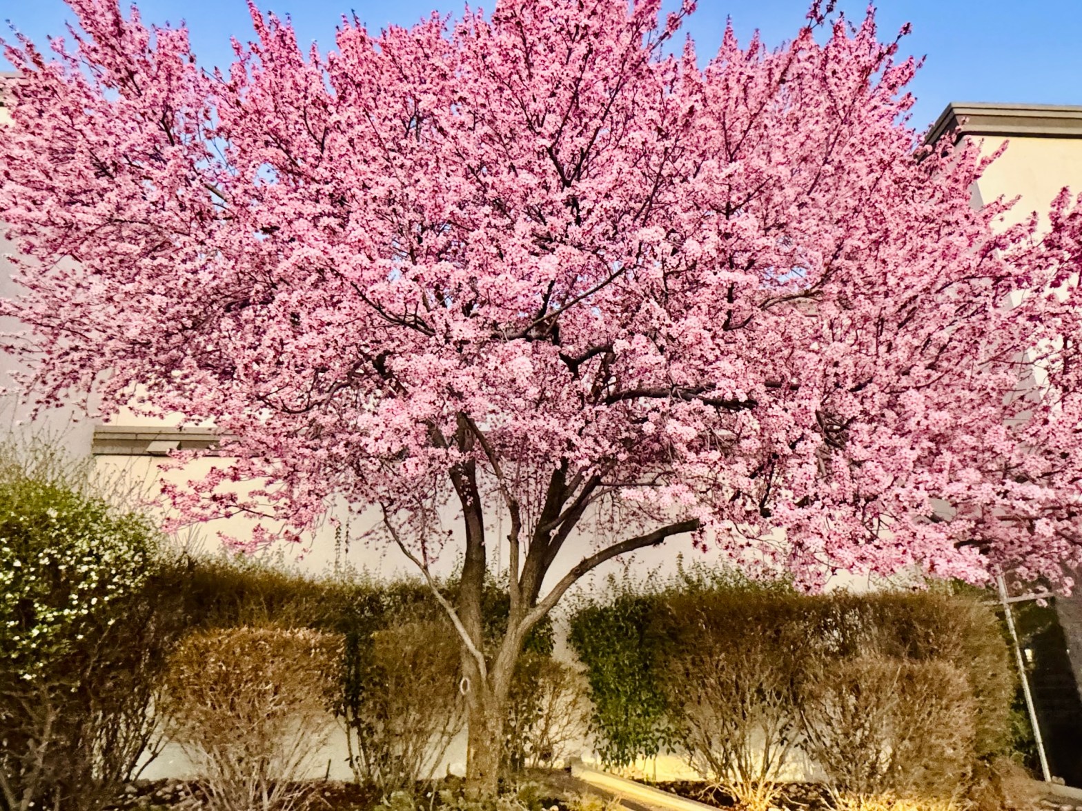 A wide view of a pink blossoming tree in full spring bloom, situated in front of an industrial shopping area. The late afternoon "golden hour" sun behind the camera illuminates the petals and the brickwork.