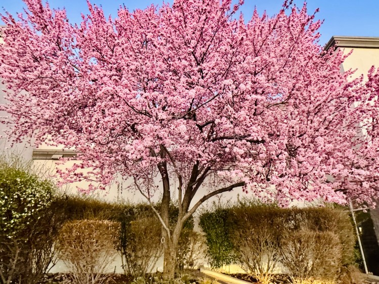 A wide view of a pink blossoming tree in full spring bloom, situated in front of an industrial shopping area. The late afternoon "golden hour" sun behind the camera illuminates the petals and the brickwork.