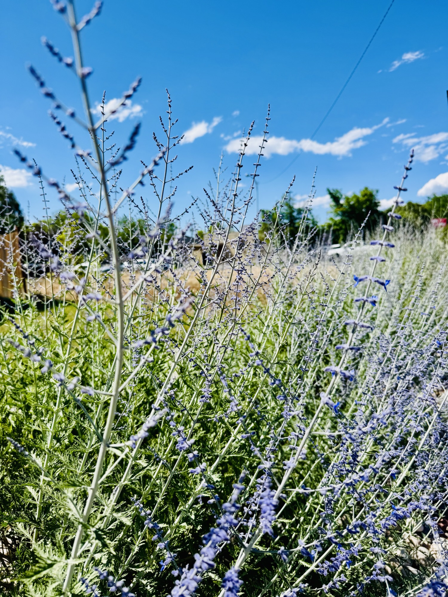 A side view of a row of blooming purple Russian sage under a bright blue sky with white puffy clouds, photographed by Jared Harding Wilson.